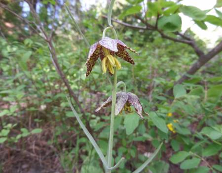 leopard lily
