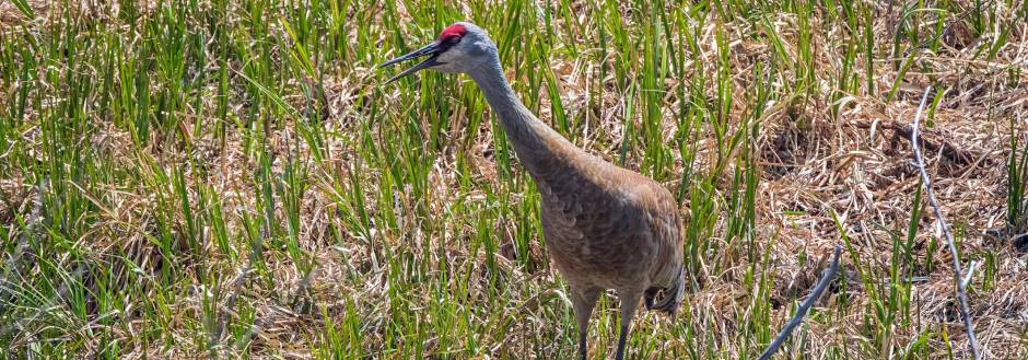 Sandhill Crane