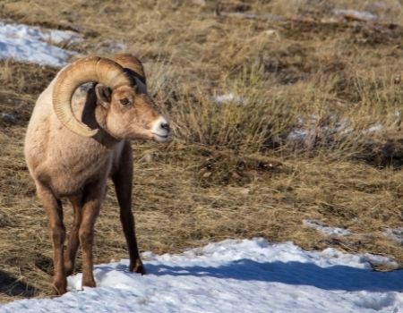 Big Horn Sheep standing in grassy field in Jackson Hole